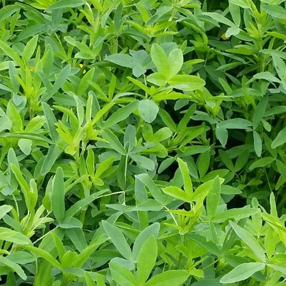 Frosty Berseem Clover - 1 OZ ~16,000 Seeds - Non-GMO, Open Pollinated - Farm & Garden Cover Crop, Animal Crop Seeds