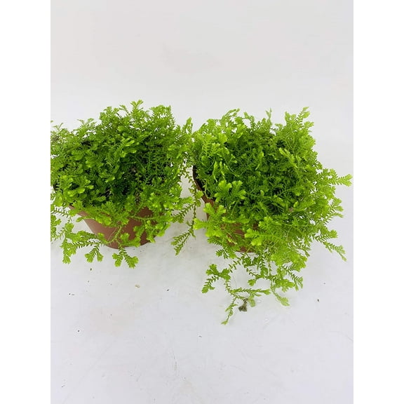 Frosty Fern 4" Club Moss Live Plants in 4" Pot (2 Count), Easy to Grow