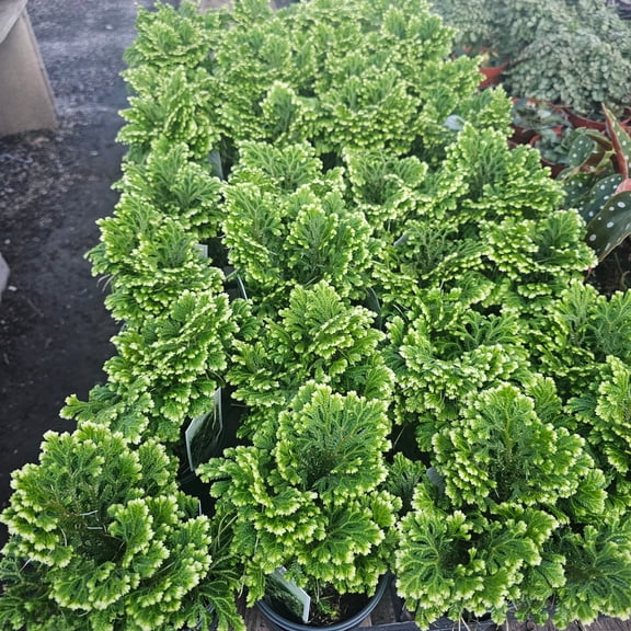 Frosty Fern Live PlantSelaginella Kraussiana Tropical Houseplant Plant 4"Pot