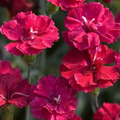 Frosty Fire Dianthus 3 Live Plants Dianthus Allwoodii Fragrant