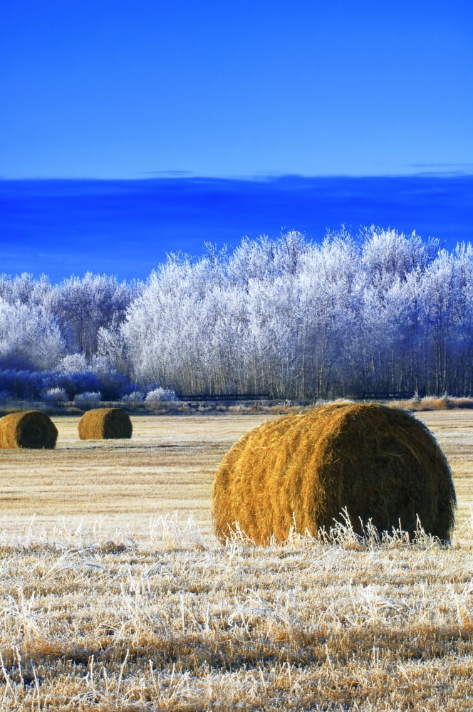 Frosty Hay Bales Canvas Art - Dean Muz Design Pics (22 x 34)