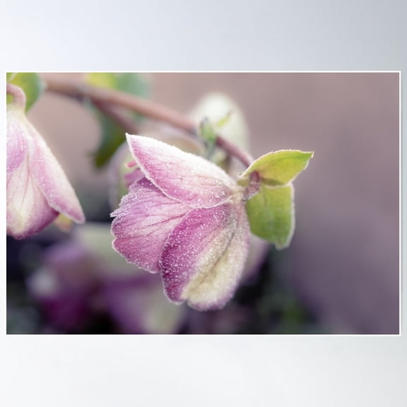 Frosty Helleborus Poster Wall Art UNFRAMED PAPER POSTER, Home Decor