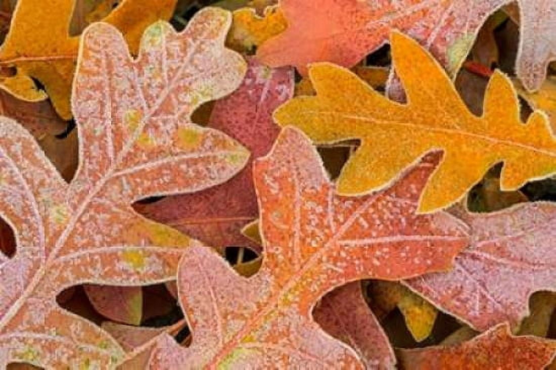 Frosty Leaves I Canvas Art - Kathy Mahan (24 x 36)