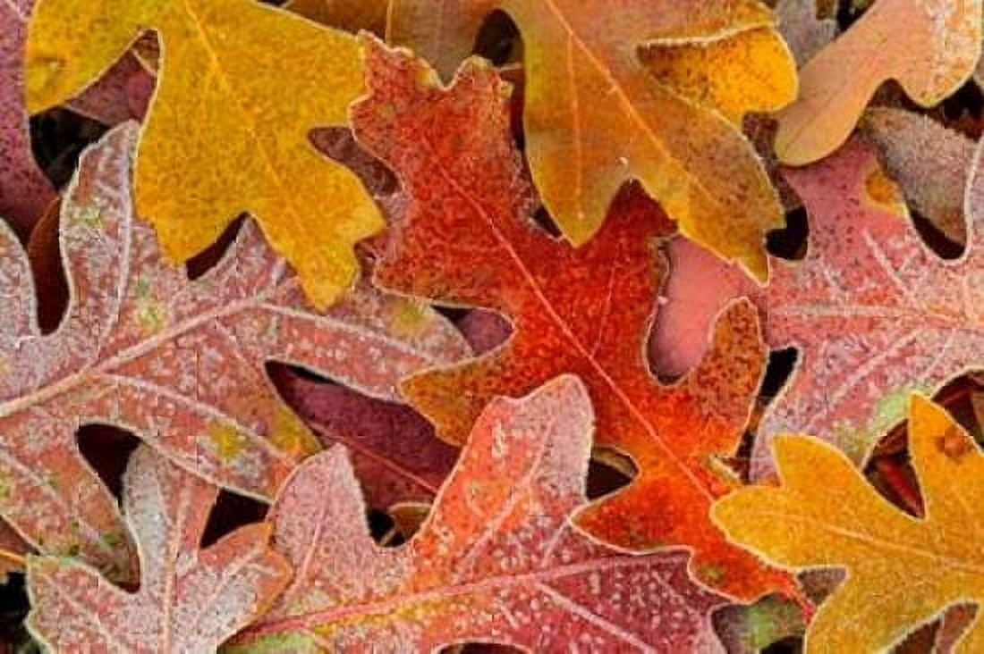 Frosty Leaves II Canvas Art - Kathy Mahan (24 x 36)