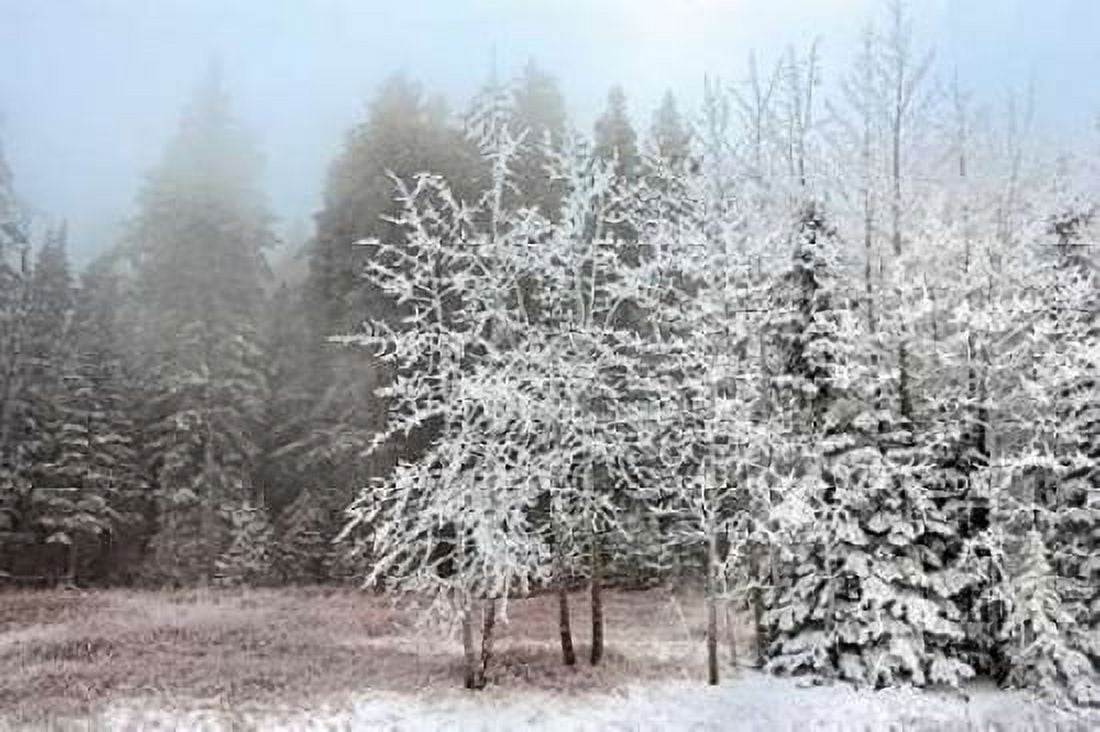 Frosty Morning Canvas Art - Mike Jones (24 x 36)