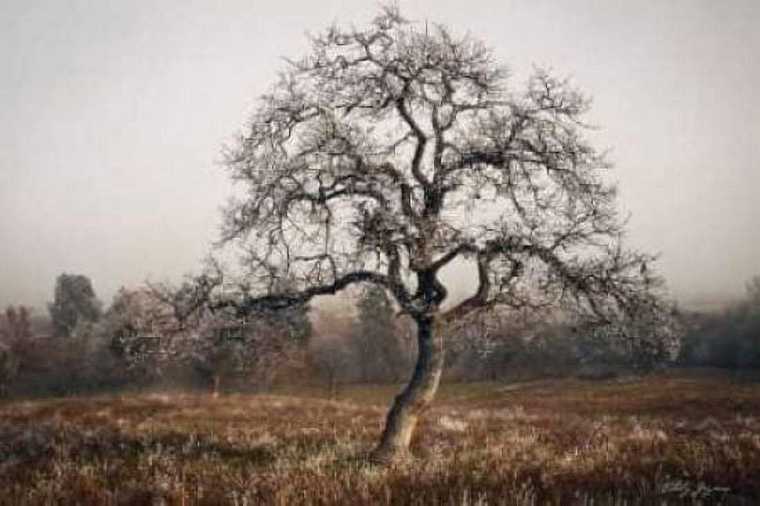 Frosty Tree Canvas Art - Vitaly Geyman (24 x 36)