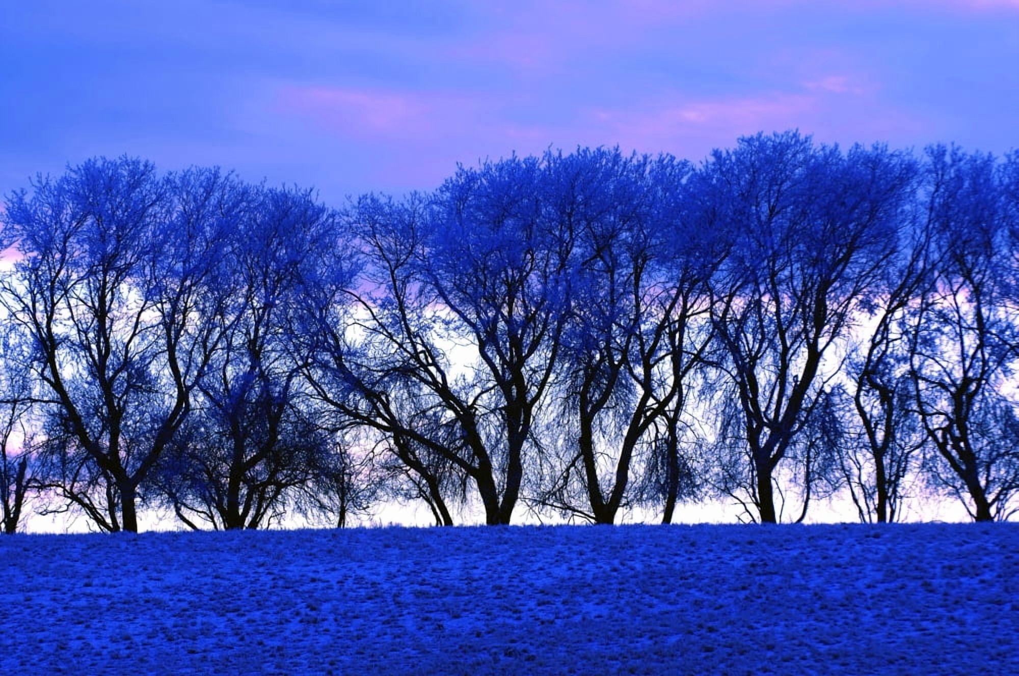 Frosty Trees Canvas Art - Dean Muz Design Pics (34 x 22)