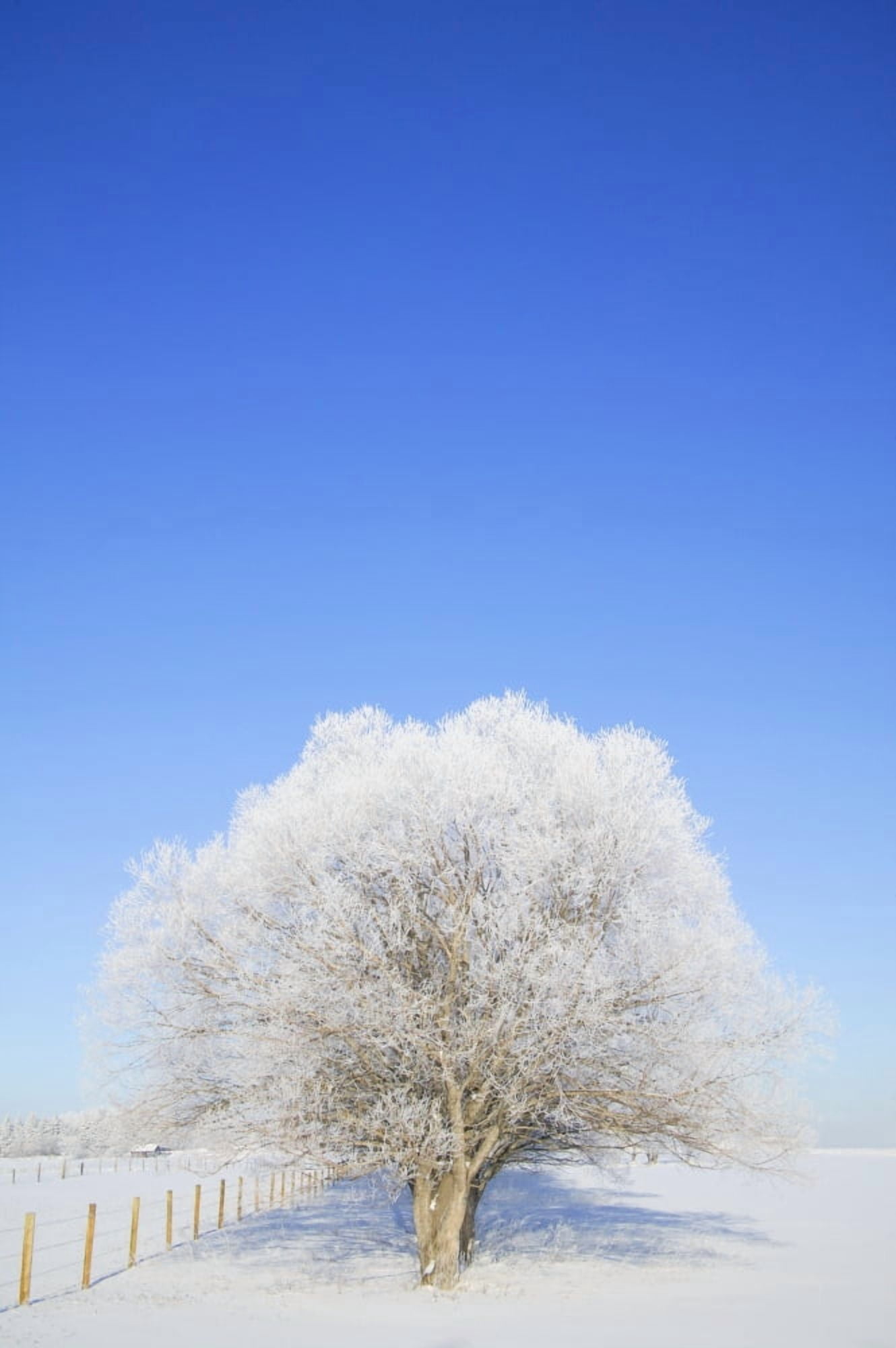 Frosty Trees Canvas Art - Don Hammond Design Pics (22 x 34)