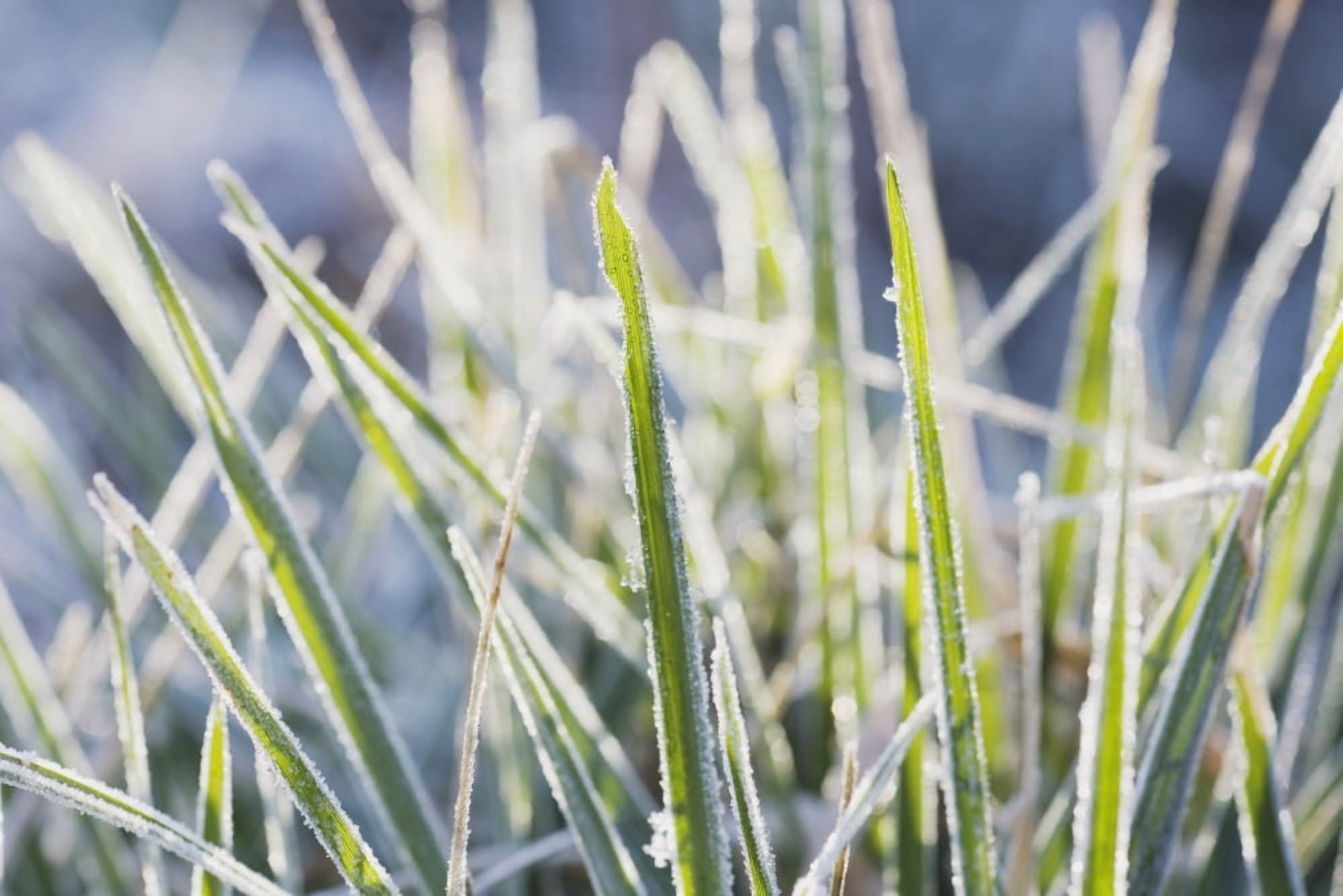 Frozen Blades Of Grass Canvas Art - Craig Tuttle Design Pics (19 x 12)