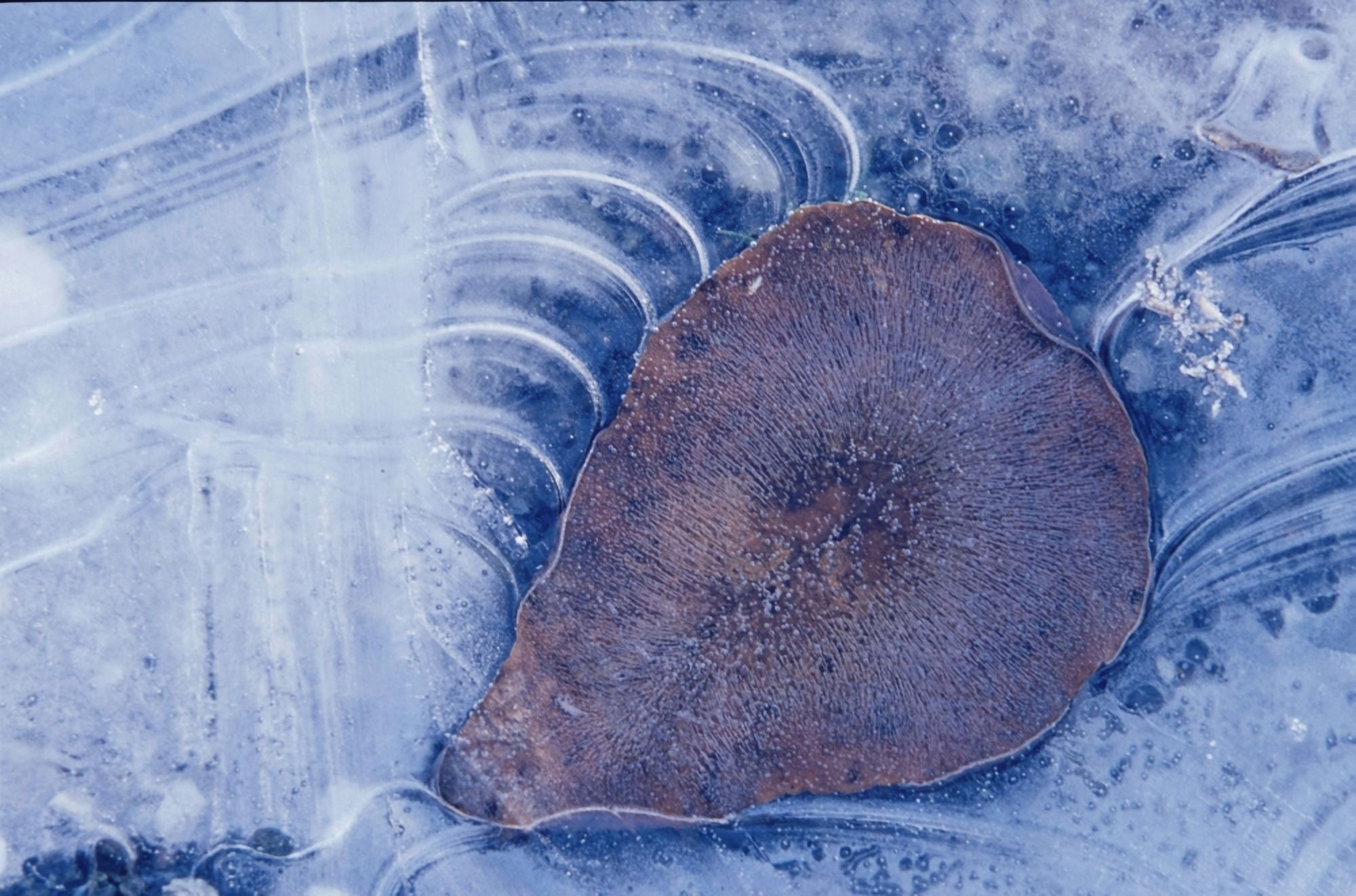 Frozen Cottonwood Leaf In Pond Ice Portage Valley Ak Canvas Art - Calvin Hall Design Pics (19 x 12)