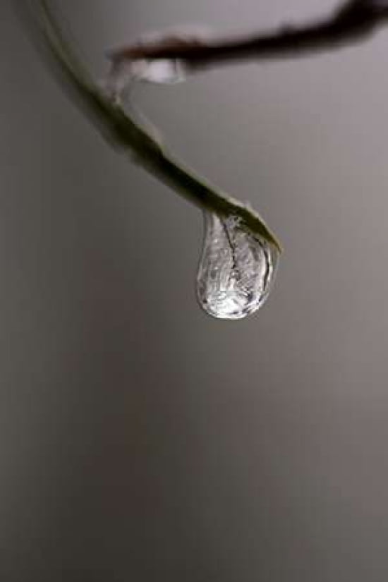 Frozen Dew Drop Canvas Art - Ramona Murdock (24 x 36)