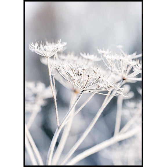 Frozen Flower Poster Wall Art, Modern Wall Decor For Living Room Bedroom, 16x24 UNFRAMED