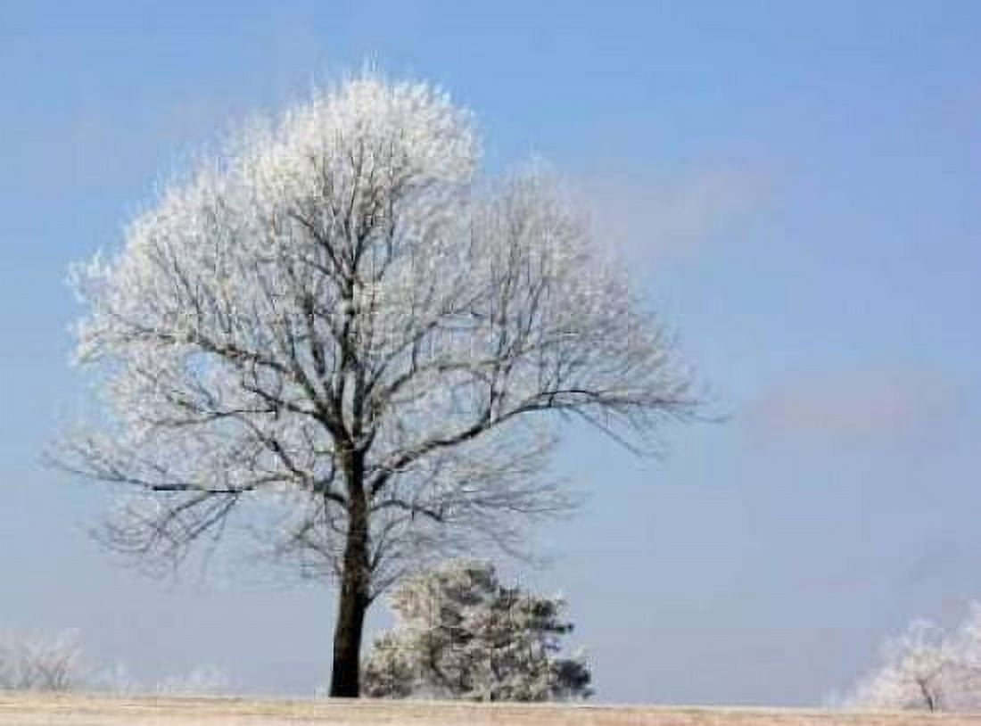 Frozen Fog II Canvas Art - Tammy Putman (22 x 28)