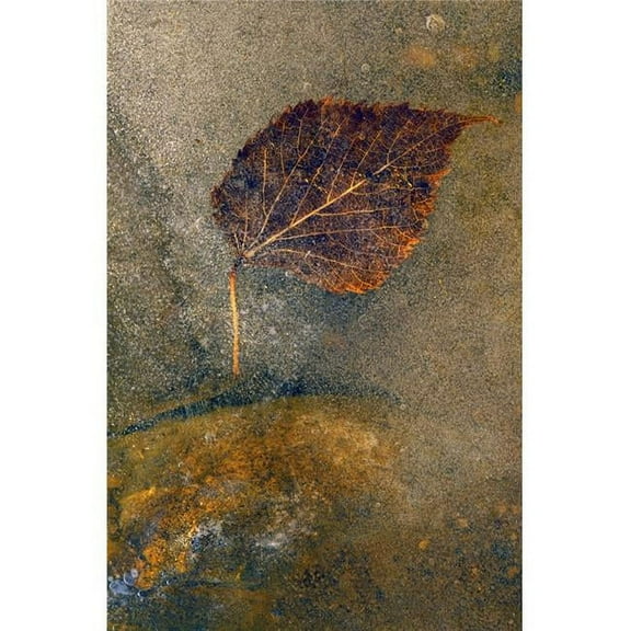 Frozen Leaf Poster Print by Natural Selection Tony Sweet, 12 x 18