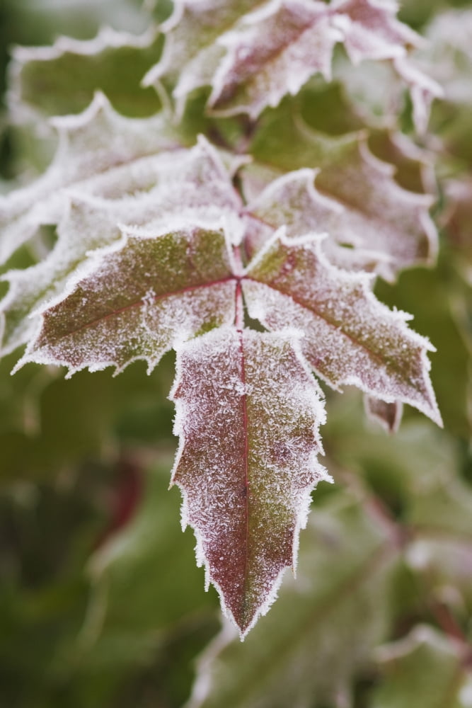 Frozen Leaves Canvas Art - Craig Tuttle Design Pics (12 x 19)