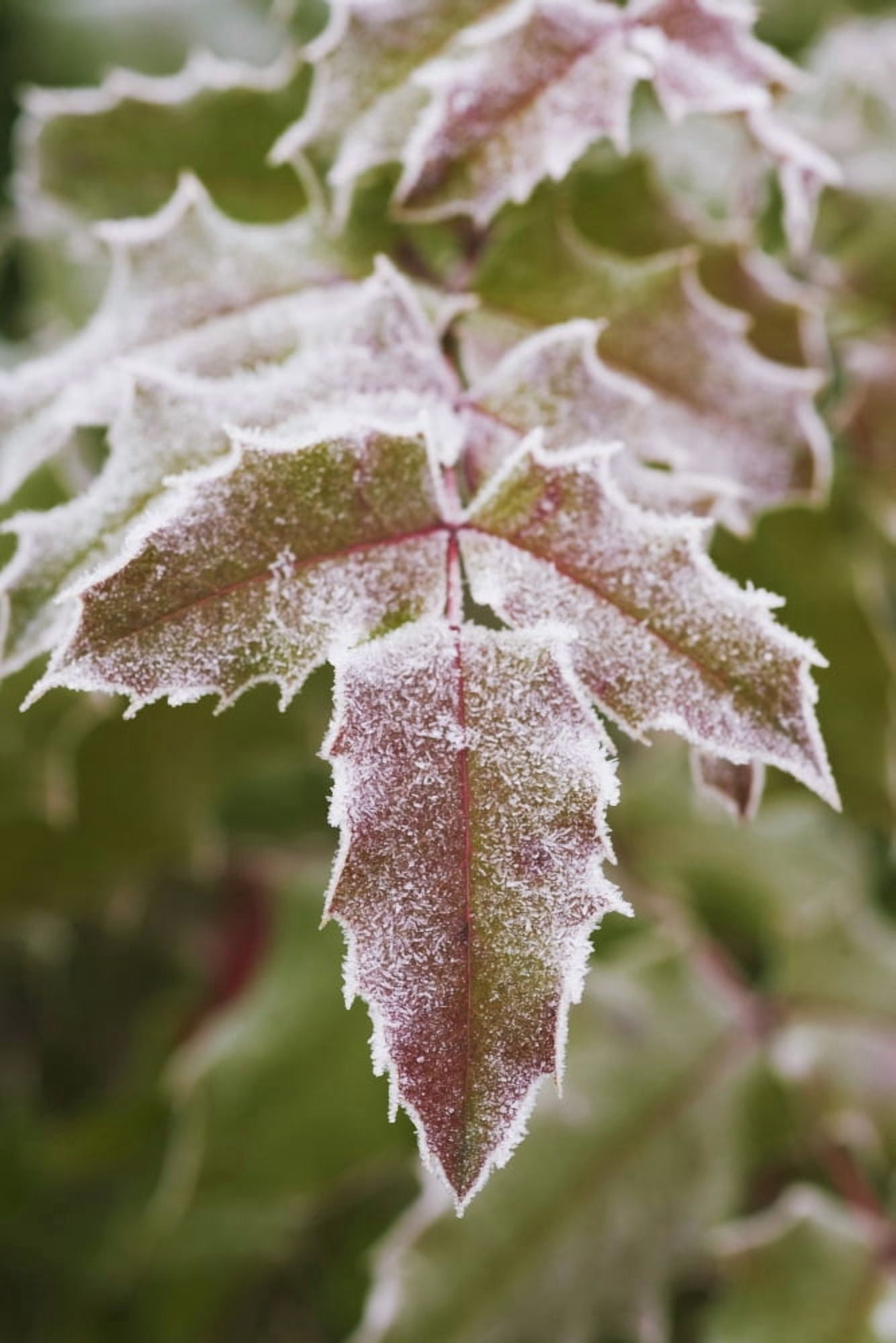 Frozen Leaves Canvas Art - Craig Tuttle Design Pics (24 x 38)