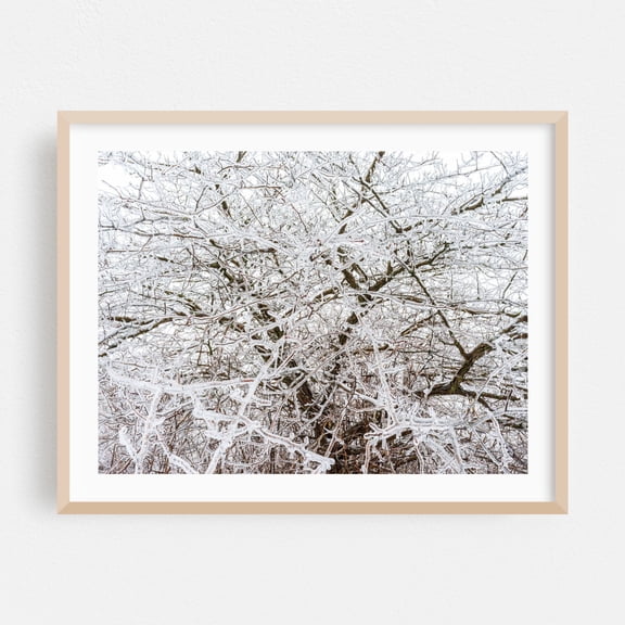Frozen Network - Photography Winter Snow Nature Forest Wilderness Scenic Woodland Oak Framed Wall Art Print 5 x 7 inches