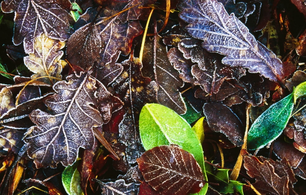 Frozen Oak Leaves Glenveagh National Park County Donegal Ireland Canvas Art - Gareth McCormack Design Pics (19 x 12)