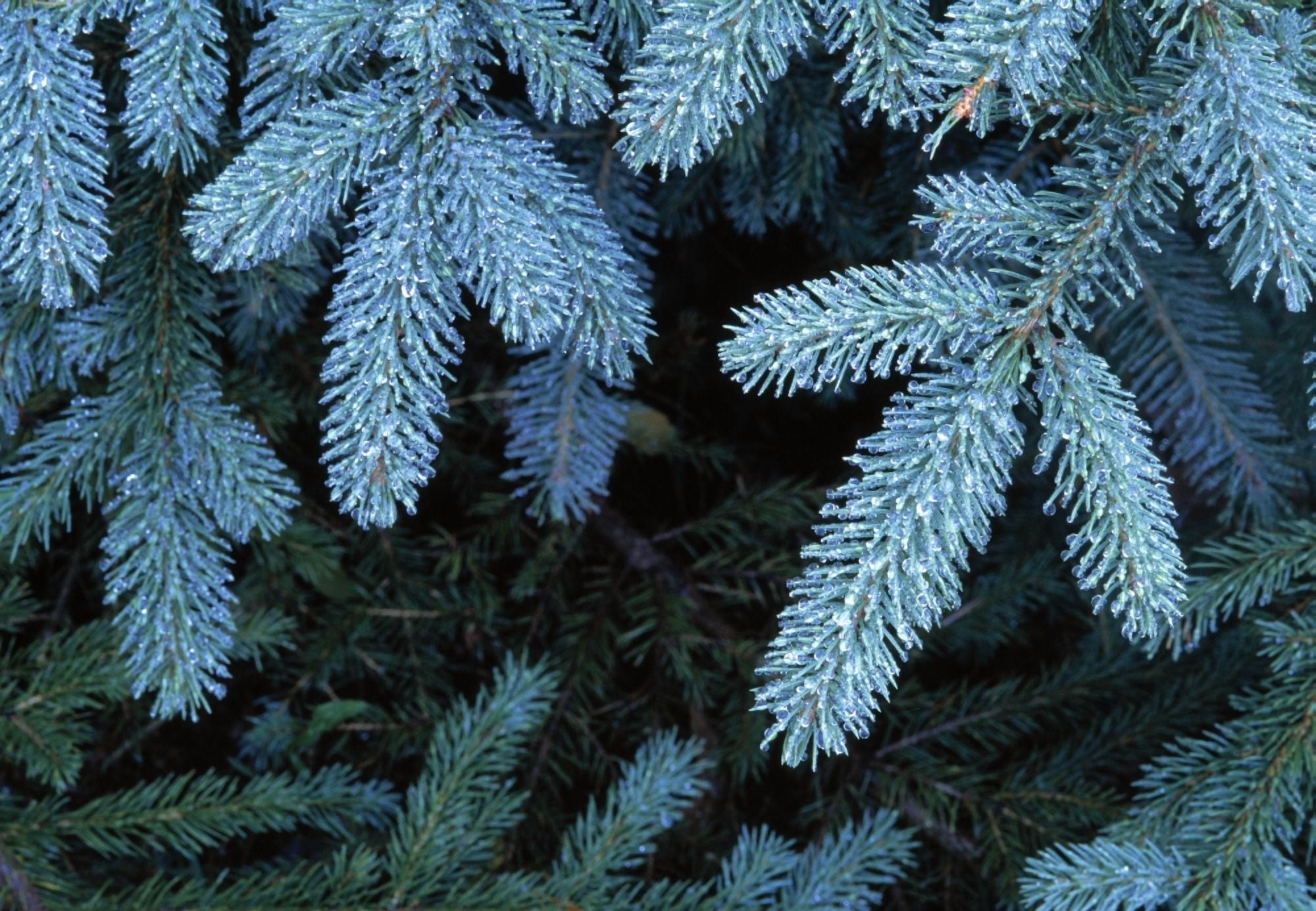 Frozen Pine Needles Canvas Art - Natural Selection John Reddy Design Pics (18 x 12)