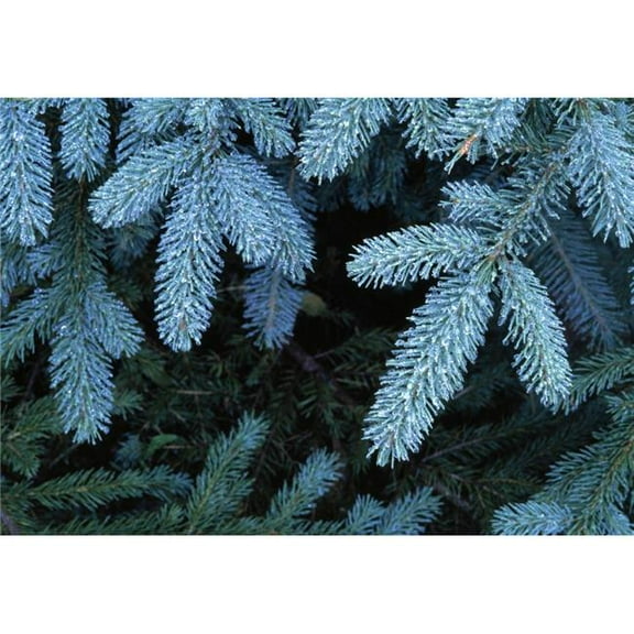 Frozen Pine Needles Poster Print by Natural Selection John Reddy, 18 x 12