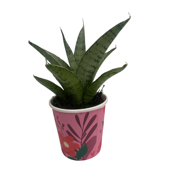 Frozen Rose Snake Plant - Sansevieria - 2" Pot
