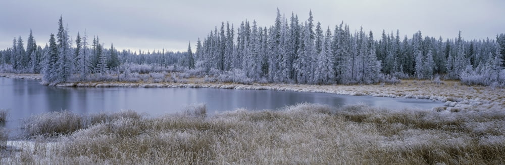Frozen Swampland Near 100 Mile House British Columbia Canada Canvas Art - David Nunuk Design Pics (28 x 9)