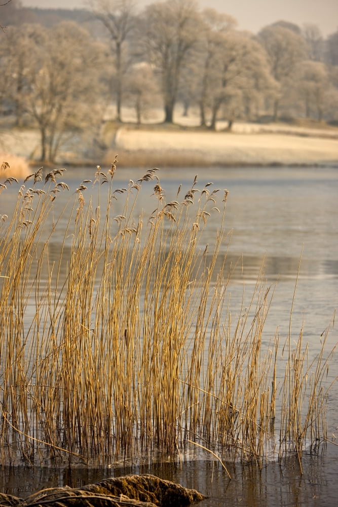 Frozen Water Around Reeds At Shoreline Canvas Art - John Short Design Pics (12 x 18)