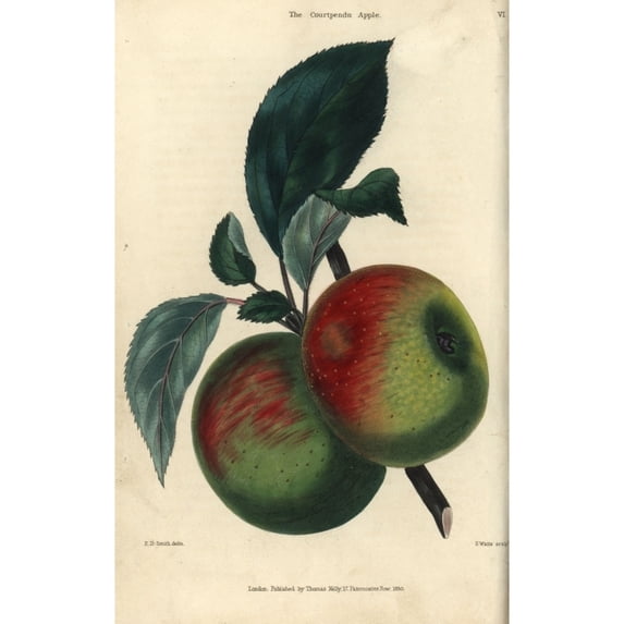 Fruit And Leaves Of The Courtpendu Apple Malus Domestica Poster Print By ?? Florilegius Mary Evans