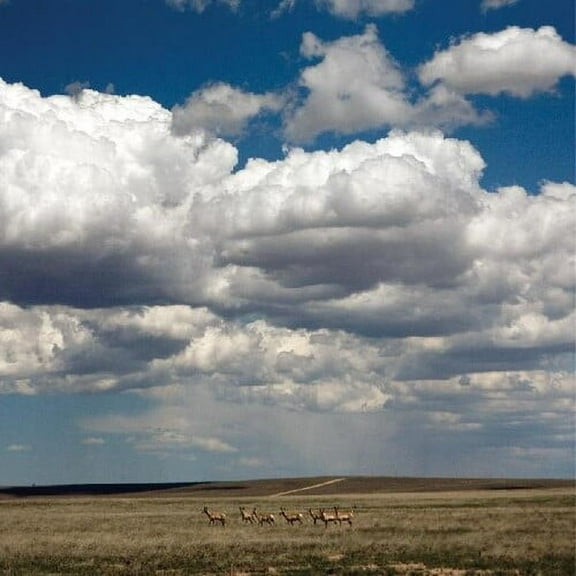 Fruit Bats - Tripper - Music & Performance - Vinyl