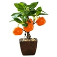 Fruit Bonsai creative small ornaments simulation flower decorations