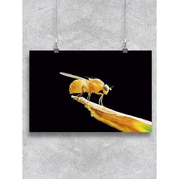 Fruit Fly Poster -Image by Shutterstock