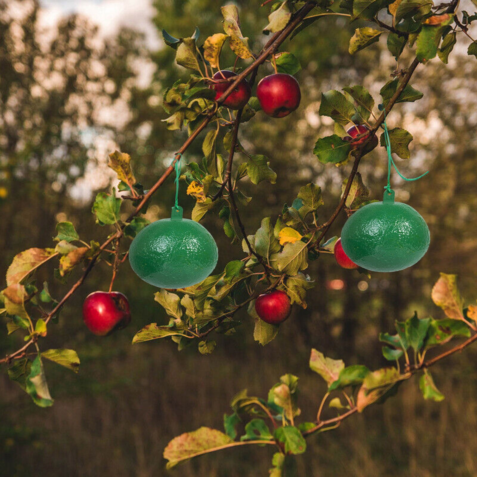 Fruit Fly Sticky Needle Yellow/Green For Control And Gnat Odor ucing