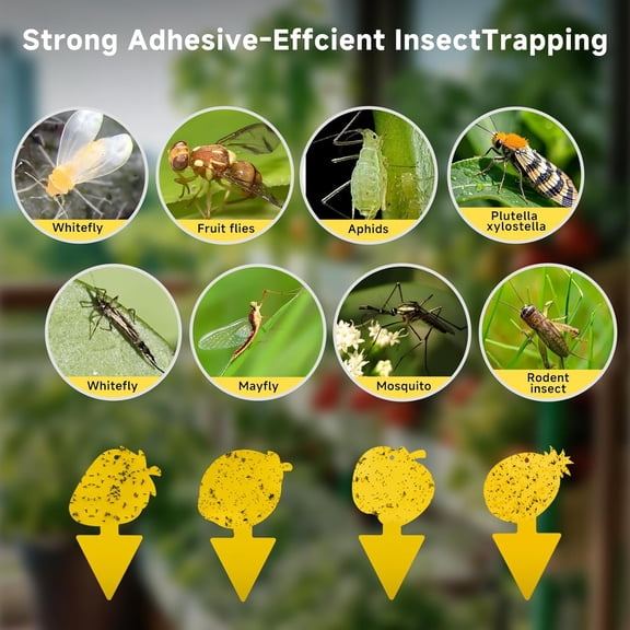 Fruit Fly Trap & Fungus Gnat Traps