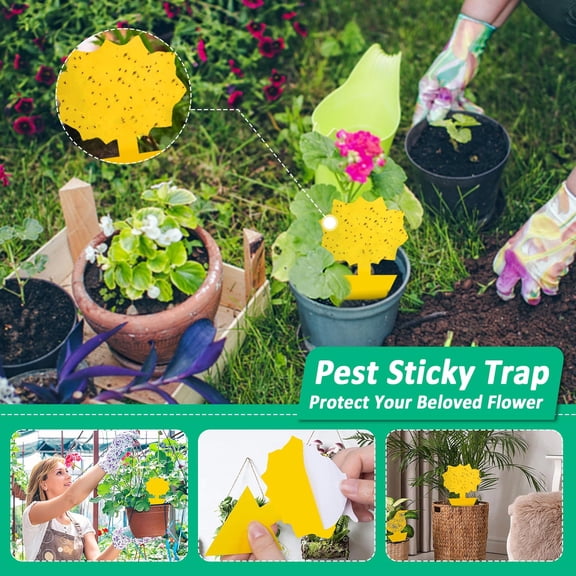 Fruit Fly Traps Fungus Gnat Traps, Yellow Sticky Bug Traps for Indoor Outdoor Plants, Non-Toxic Waterproof, 5x3 inch, 10 Pack