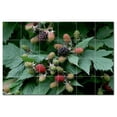 thumbnail image 1 of Fruit Food Ceramic Tile Mural Kitchen Backsplash Bathroom Shower, 400609-L64, 1 of 3