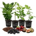 thumbnail image 1 of Fruit Fusion Variety Pack - 4 Live Plants in 4 Inch Pots - One Each of Barbados Cherry Tree, Mulberry Tree, Coffee Plant, and Fig Tree for Your Edible Garden, 1 of 5