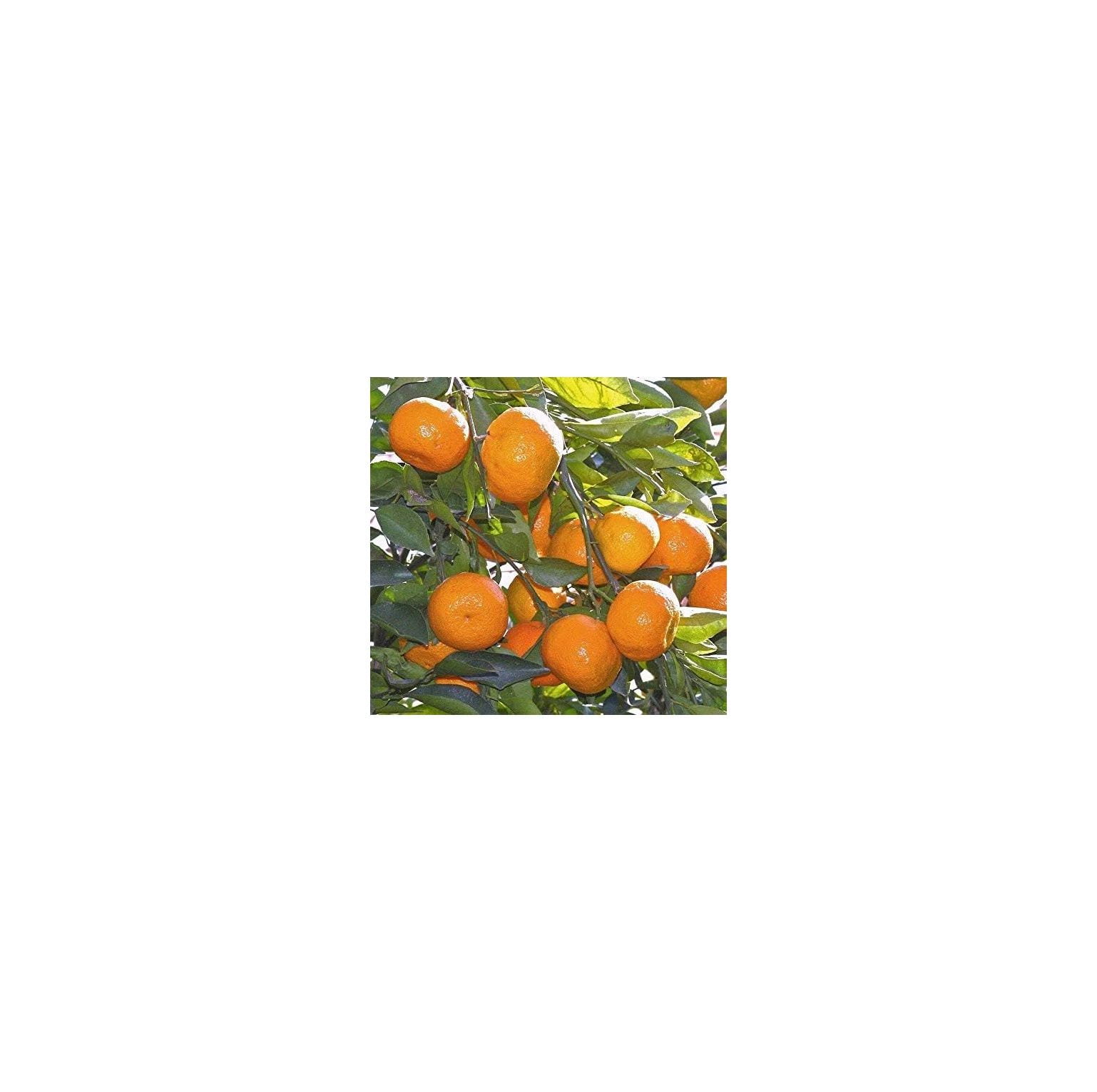 Fruit PlantSatsuma Fruit Tree Real Live Plant Citrus 3"6"Seedling