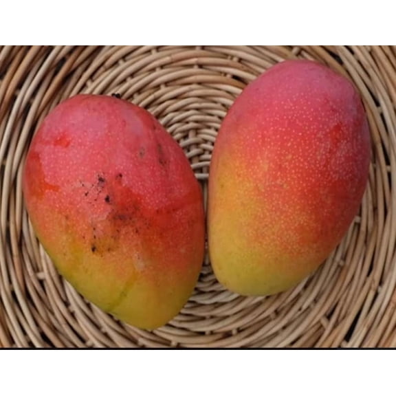 Fruit Punch Grafted Mango Tree. 3 Gallon pot. Ship to all states