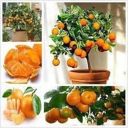 Fruit Seeds Orange Tree Seeds Dwarf Washington Navel Grow Indoors or Outdoors Non - GMO Easy to Grow Home Garden Plant - 30 Seeds