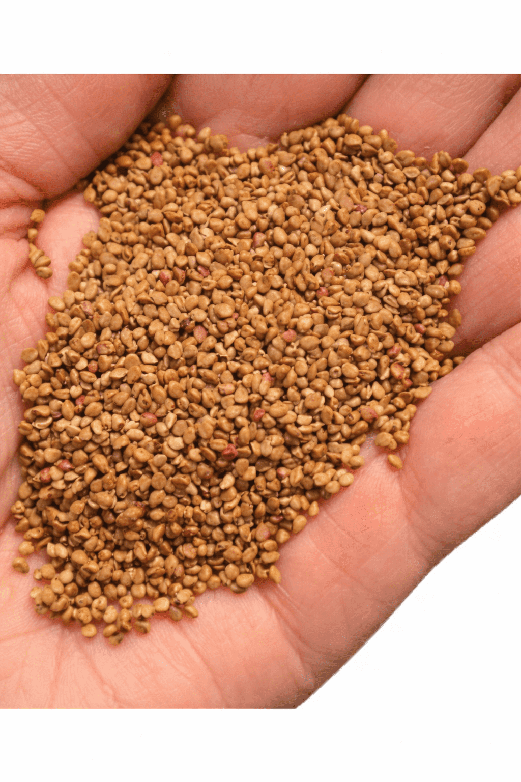 CZ Grain Mulberry Seeds