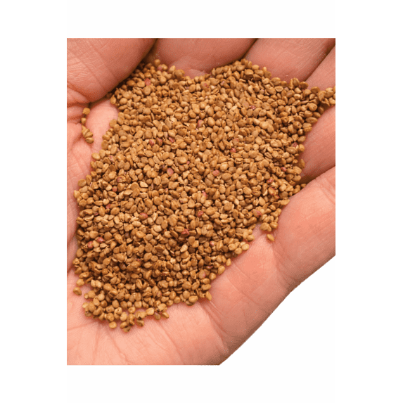 Fruit Seeds for Planting (100+ Mulberry Seeds)