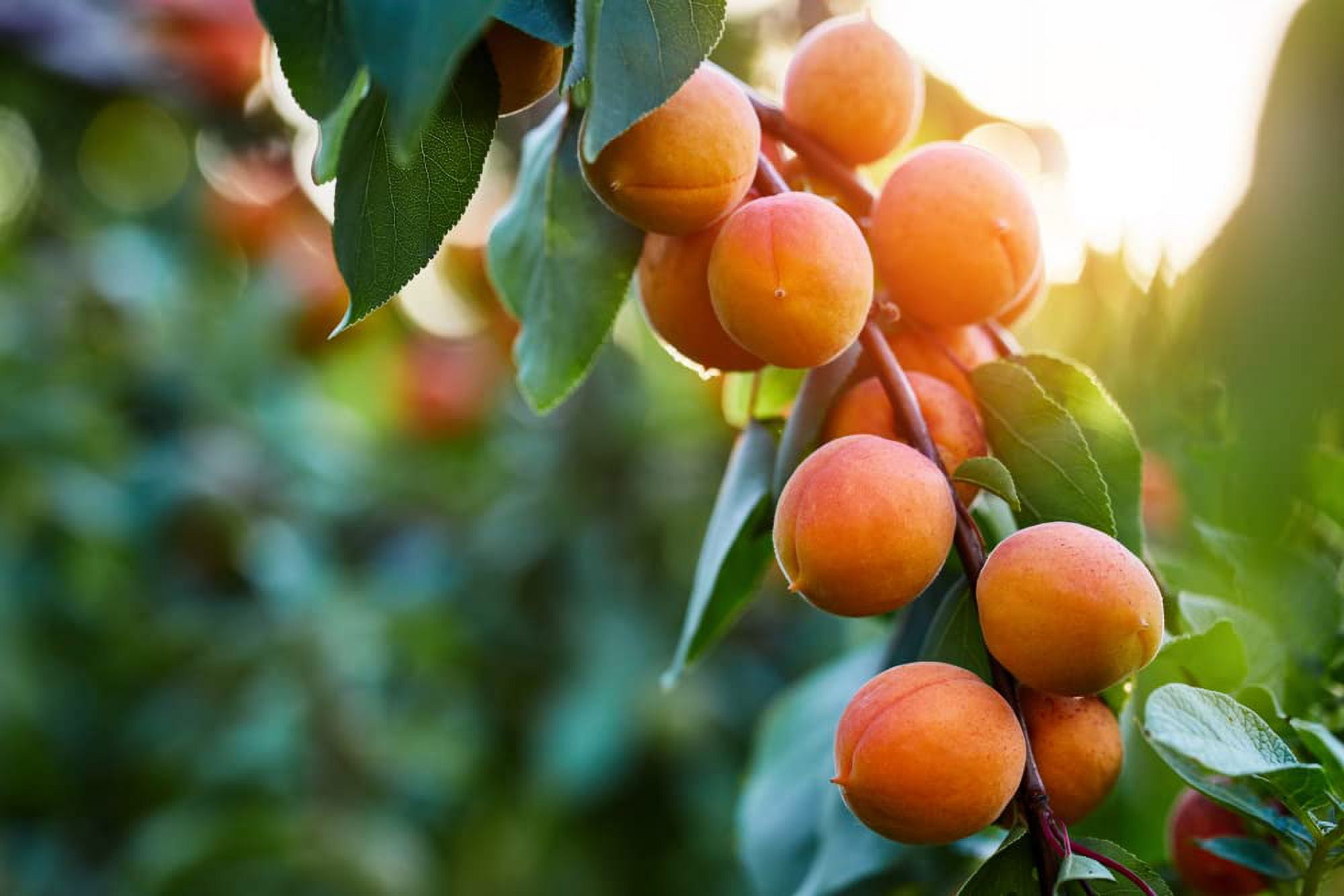 Fruit Seeds for Planting - Garden Fruit Seeds (Apricot - 10 Seeds) -  Walmart.com