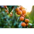 thumbnail image 1 of Fruit Seeds for Planting - Garden Fruit Seeds (Apricot - 10 Seeds), 1 of 1