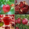 thumbnail image 1 of Fruit Seeds for Planting - Garden Fruit Seeds (Pomegranate - 30 Seeds), 1 of 1