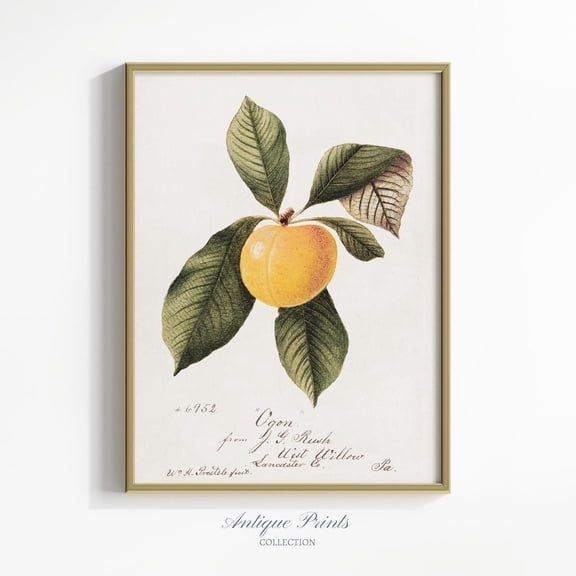 Fruit Sketch Vintage Art, Antique Peach Leaf Drawing, Nature Poster, Farmhouse Kitchen Wall Decor, Rustic Wall Art850, Unframed Poster Size 8x12