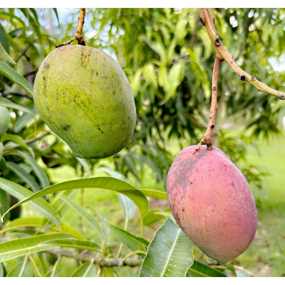 Fruit cocktail Mango Tree GRAFTED . Ships free to all states in 3 gallons pot, 1-2 years to fruit.