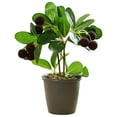 Fruit potted plants, home desktop creative ornaments, simulation