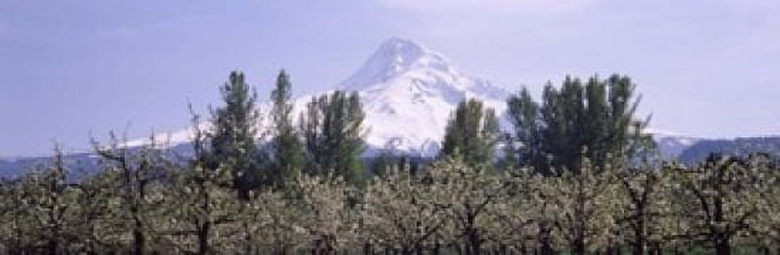 Fruit trees in an orchard with a snowcapped mountain in the background Mt Hood Hood River Valley Oregon USA Canvas Art - Panoramic Images (18 x 6)