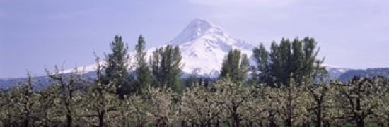 Fruit trees in an orchard with a snowcapped mountain in the background Mt Hood Hood River Valley Oregon USA Canvas Art - Panoramic Images (36 x 12)
