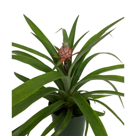 Fruiting Pineapple Plant - Ananas comosus - Great Indoors/Out - 5" Pot